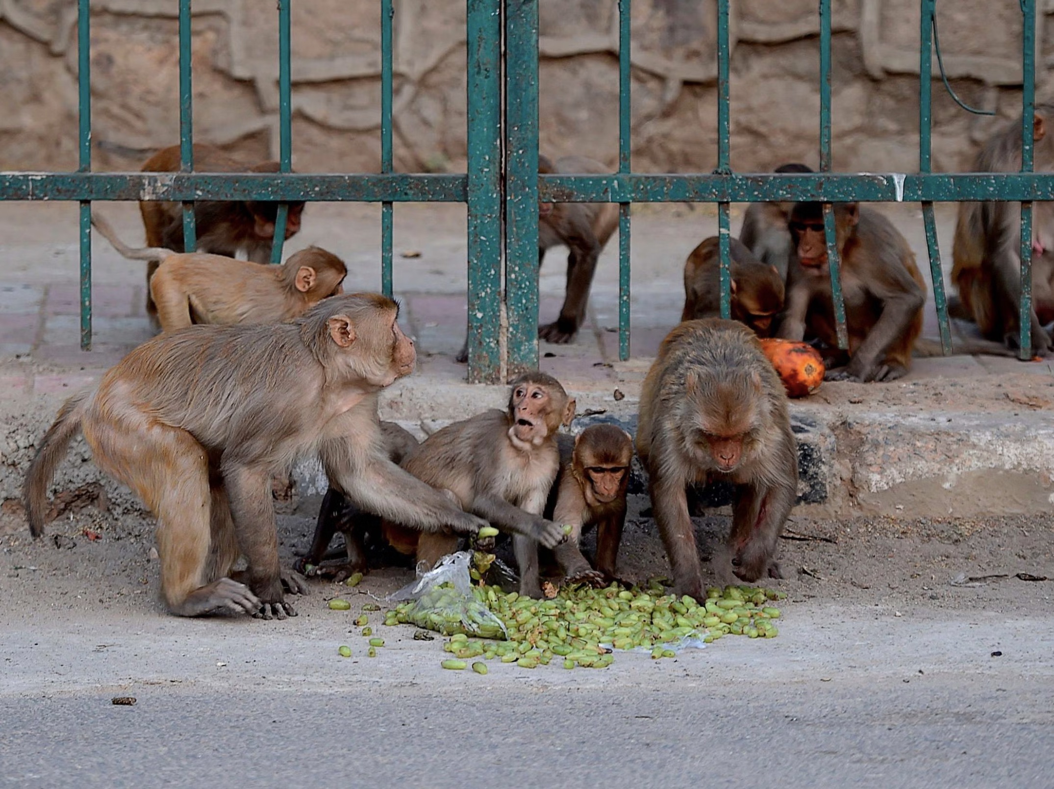 30 Pics Showing The Unstoppable Monkeyfication of Our Cities 